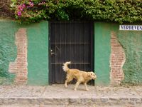 Candid scene of a shaggy three-legged dog running down the sidewalk in front of a stone wall.