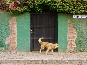 Candid scene of a shaggy three-legged dog running down the sidewalk in front of a stone wall.