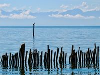 Seacape featuring a pelican resting on a post. In the foreground is a submerged fence and in the background is a tropical mountain range shrouded in clouds.