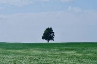 A single, distant tree is the only thing on the horizon. It's framed in the centre of the photo in a vast green field and 2 thirds of the photo is a bright blue sky.