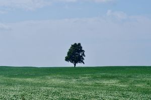 A single, distant tree is the only thing on the horizon. It's framed in the centre of the photo in a vast green field and 2 thirds of the photo is a bright blue sky.