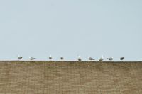 A brown roof makes up the bottom third of the photo against an overcast sky. Spread evenly across the roof are nine seagulls in various poses.