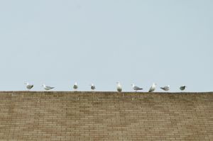 A brown roof makes up the bottom third of the photo against an overcast sky. Spread evenly across the roof are nine seagulls in various poses.