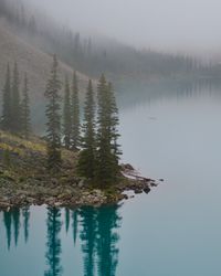 A stand of skinny evergreen trees is shrouded in fog and reflected in the glacial waters of Moraine Lake which are a unique shade of blue even on a dim, misty morning.