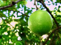 Close-up of a green lime growing on a branch. The rest of the tree's sunlit foliage forms the blurred background.