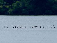17 cormorants are seen in lined up and in silhouette sunning themselves on a very long log floating on a lake.