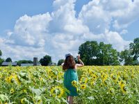 A young girl walks away from the camera through a field of sunflowers on a sunny summer day.