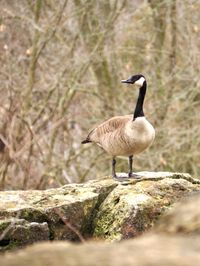 A Canada goose is seen perched on a rock on a bleak, snowy day.