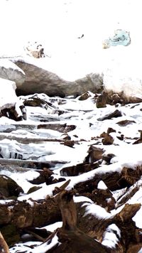 Looking upstream at a creek frozen over in winter and choked with forest deadfall.