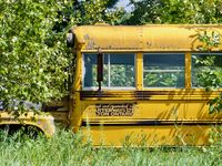 Side view of an old yellow school bus found abandoned and surrounded by grass, bushes, and trees.