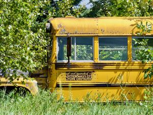 Side view of an old yellow school bus found abandoned and surrounded by grass, bushes, and trees.